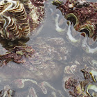 Maxima Clam