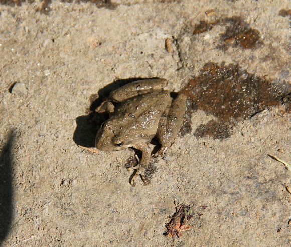 Spotting Image 1