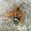 Cicada Killer Wasp