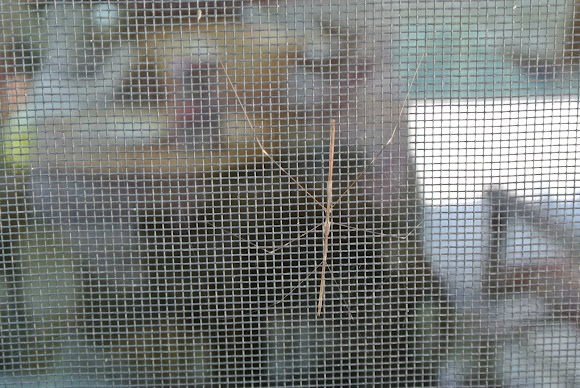 Spotting Image 1