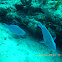 Blue Parrotfish