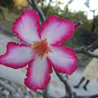 Sabi Star