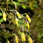 mini orquidea,Platistelis