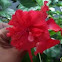 Hibiscus rosa-sinensis 