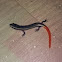 Aranai (Garden Skink)