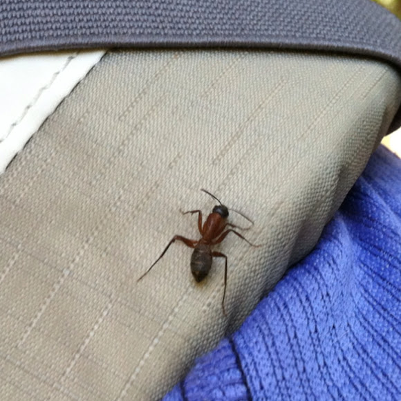 Spotting Image 1