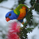 Rainbow Lorikeet