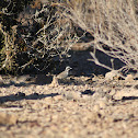 Black-throated Sparrow