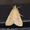 Crambidae Moth