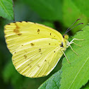 Scalloped Grass Yellow