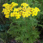 Common tansy