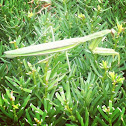 "Praying" Mantis