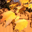 Red Maple
