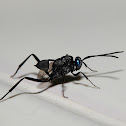 Avispa parásita