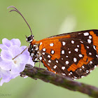 Phlegia Metalmark