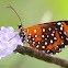 Phlegia Metalmark