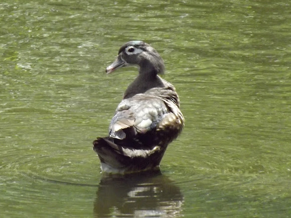 Spotting Image 1
