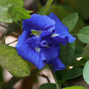 Butterfly Pea