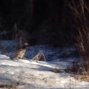Partridge