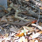 Broad-Headed Skink
