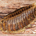Mediterranean Mantis' Ootheca