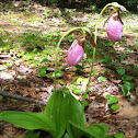 Pink lady's slipper