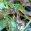 Antlion