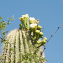Saguaro Cactus