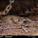 Grand Canyon Rattlesnake
