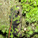 Marbled Newt