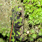 Marbled Newt