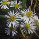 Unknown Wildflower