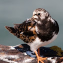 Turnstone 