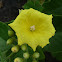 Muyuyu - Yellow Cordia