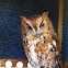 Red Screech Owl
