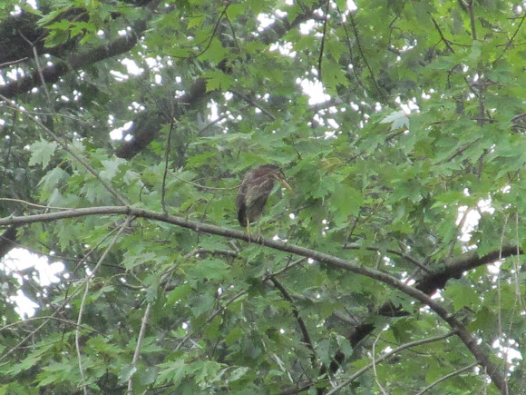 Spotting Image 1