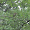 Green Heron