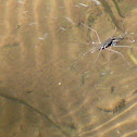 Water striders