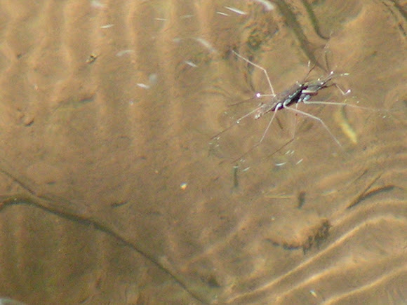 Spotting Image 1