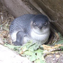 Little Penguin