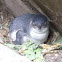 Little Penguin