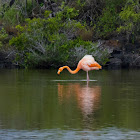 American Flamingo