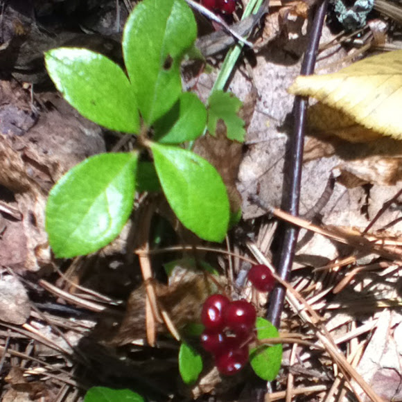 Spotting Image 1