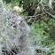 Paper Wasp Nest