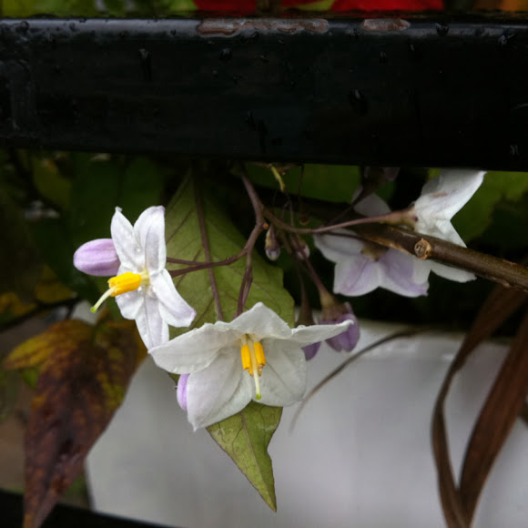 Spotting Image 1
