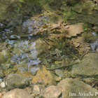 Pickerel frog