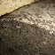 Ants
