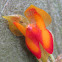 Lepanthes mini orchid
