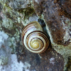 Snail