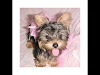 Cachorros De Yorkshire Para Adopcion A Cualquier